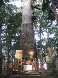 麻賀多神社境内の巨大杉（県指定天然記念物）推古天皇の時代に植樹されたとされ、約1400年近くの樹齢を持つ東日本一の大杉である。